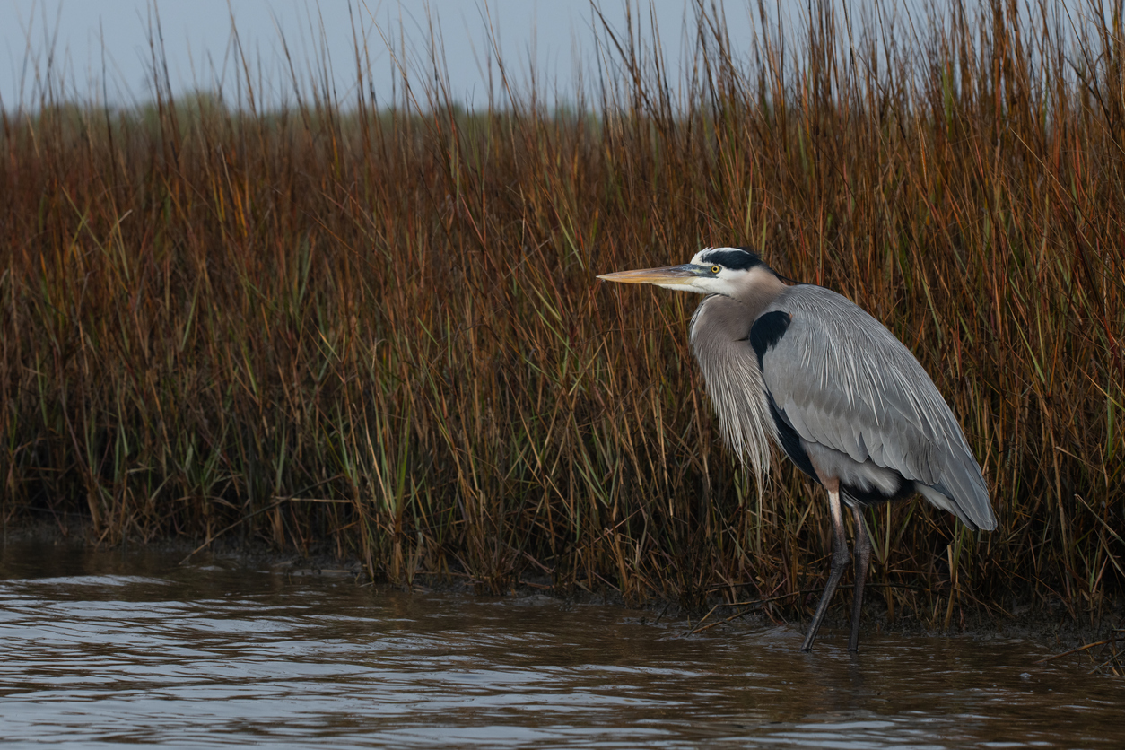 Enjoy Birdwatching and More at These Exciting Outdoor Destinations near Houston