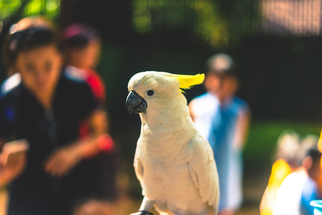 Check Out These Exhibits at The Houston Zoo 