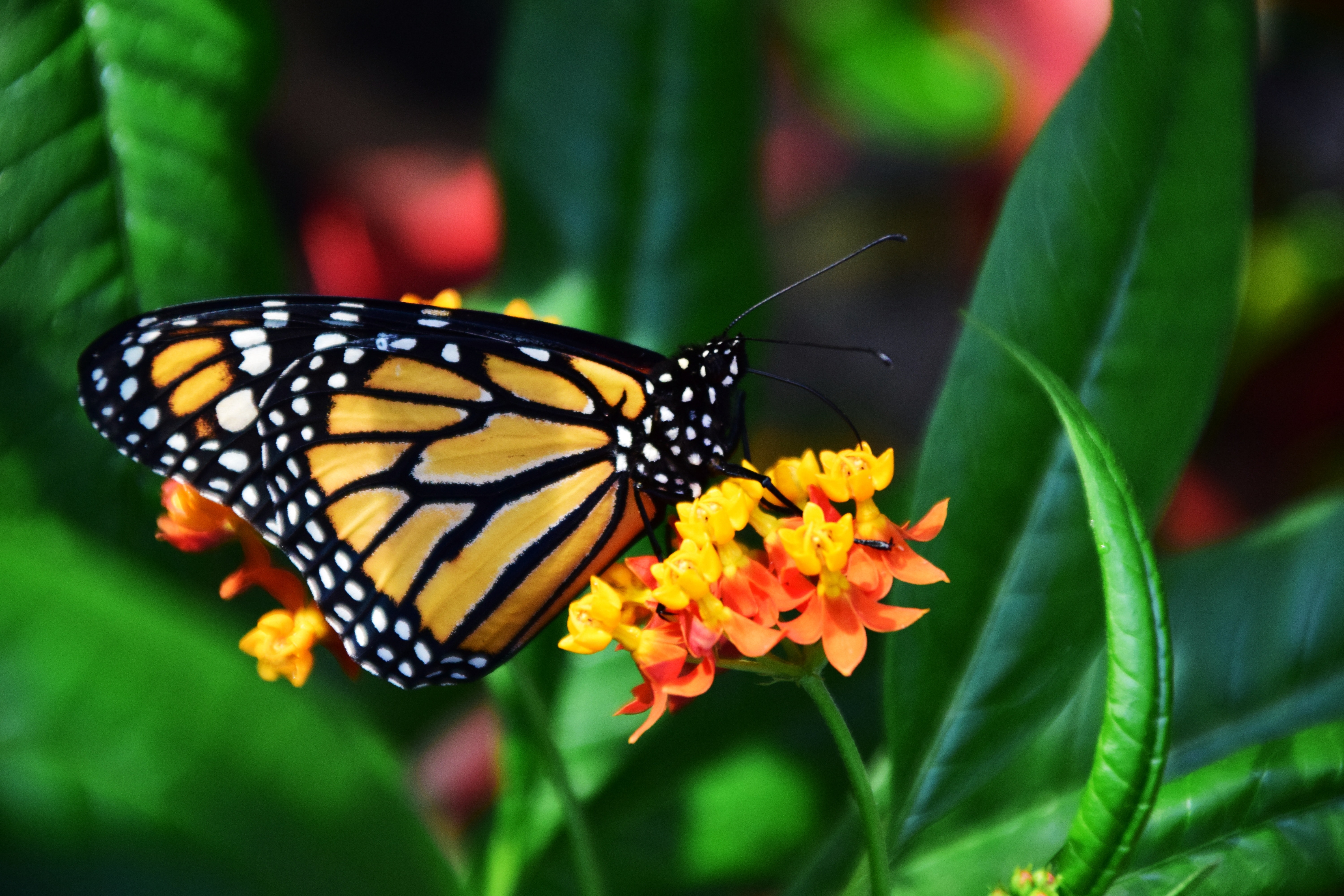 See the Wildlife at the Edith L. Moore Nature Sanctuary