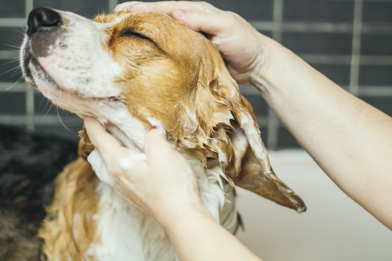 Three Houston Dog Groomers with Quality Services