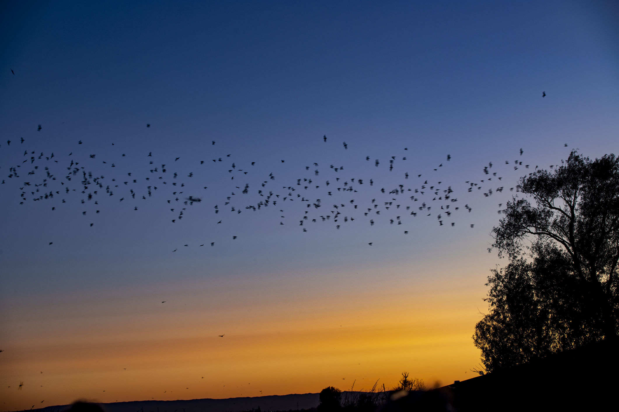 Watch Bats Emerge from the Waugh Drive Bridge in Houston